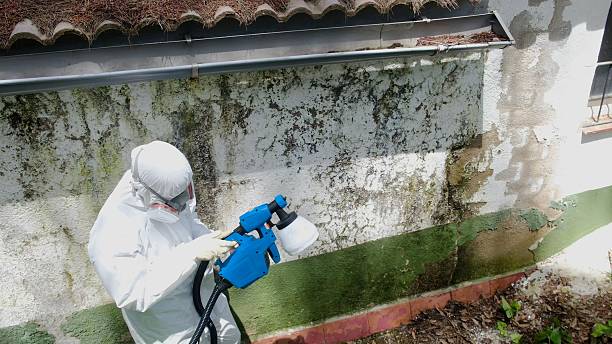 Mold Removal service in Deal